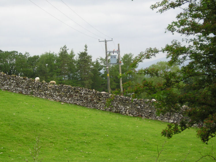 Parrots on the pylon 